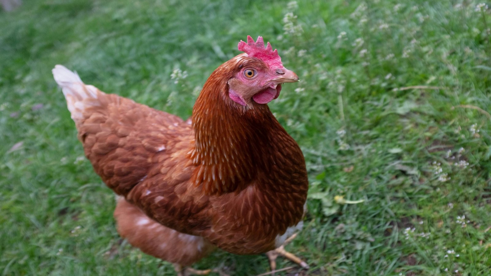 Hatching and Raising Chicks: A Guide for Chicken Breeders and Egg Hatchers