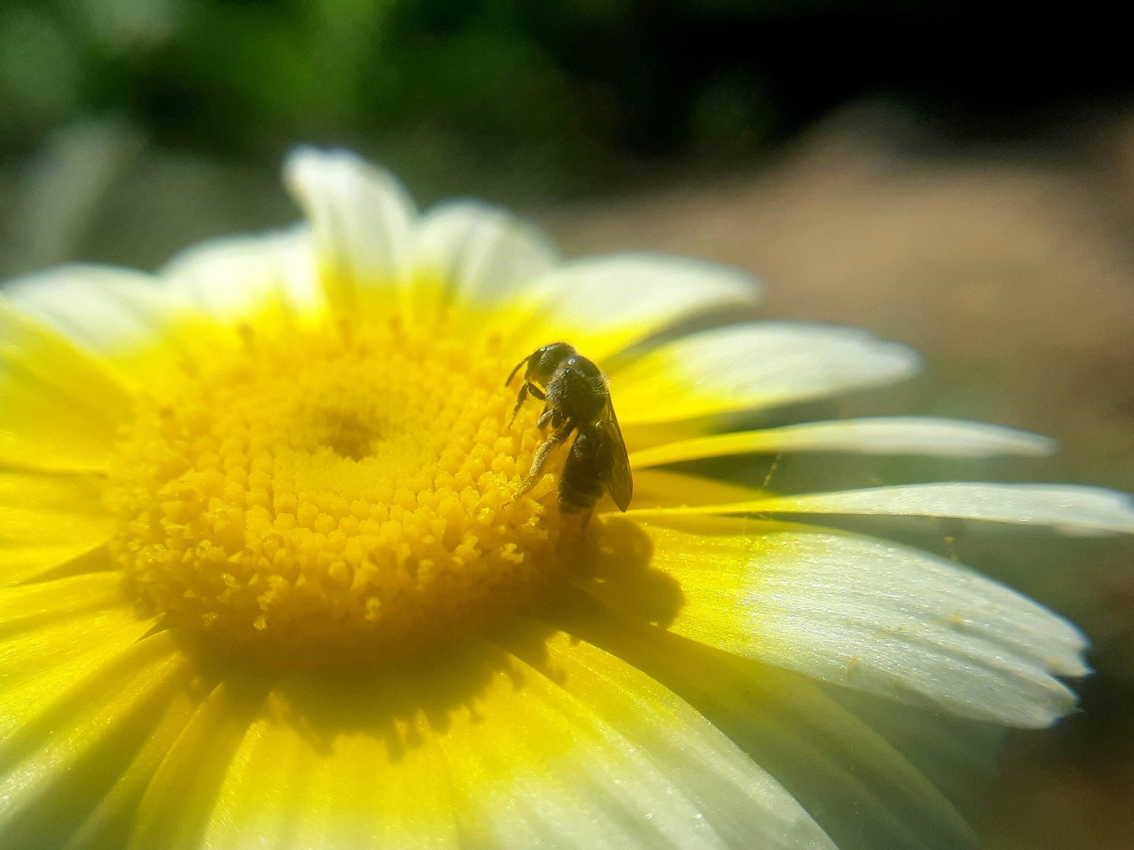 Essential Tools for Successful Beekeeping