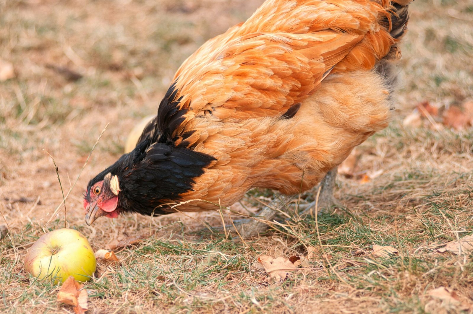 Chicken Behavior and Social Structure: Understanding and Enhancing the Well-being of Your Flock