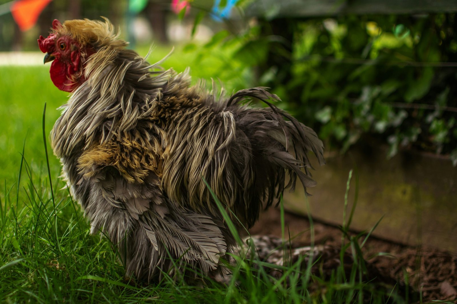 Showcasing Rare and Heritage Chicken Breeds: Preserving Genetic Diversity