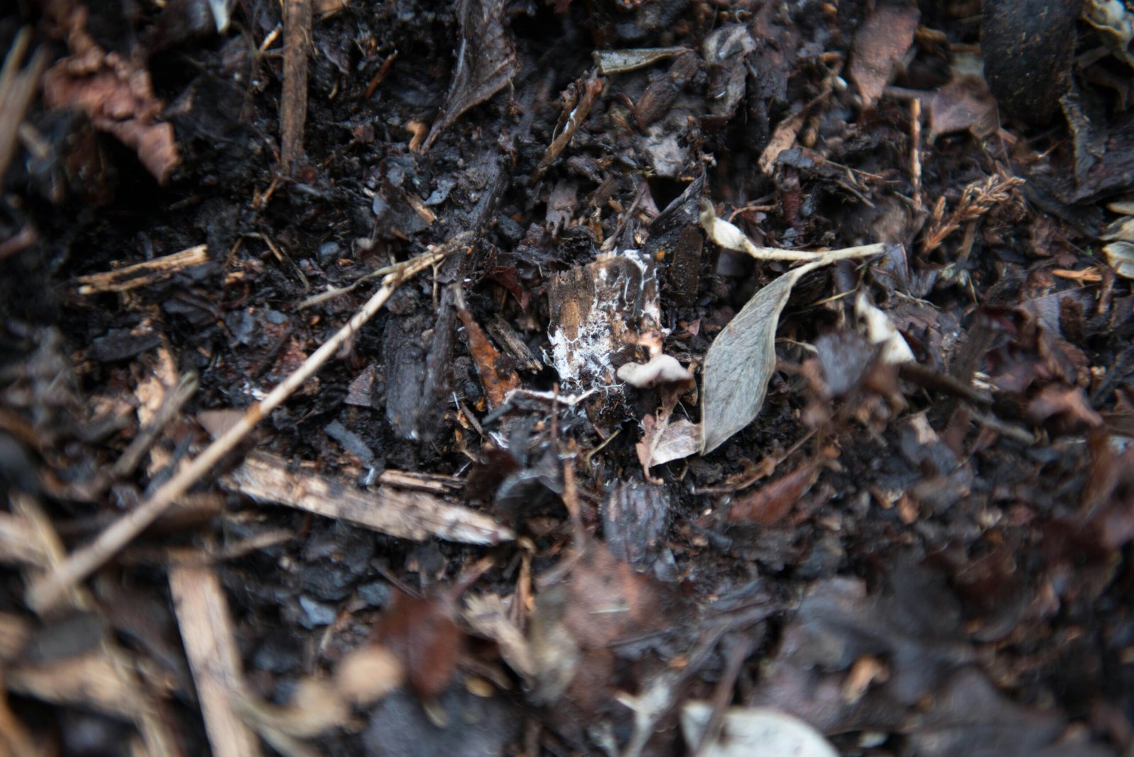 Spring Composting: Turning Waste into Gold for Your Garden