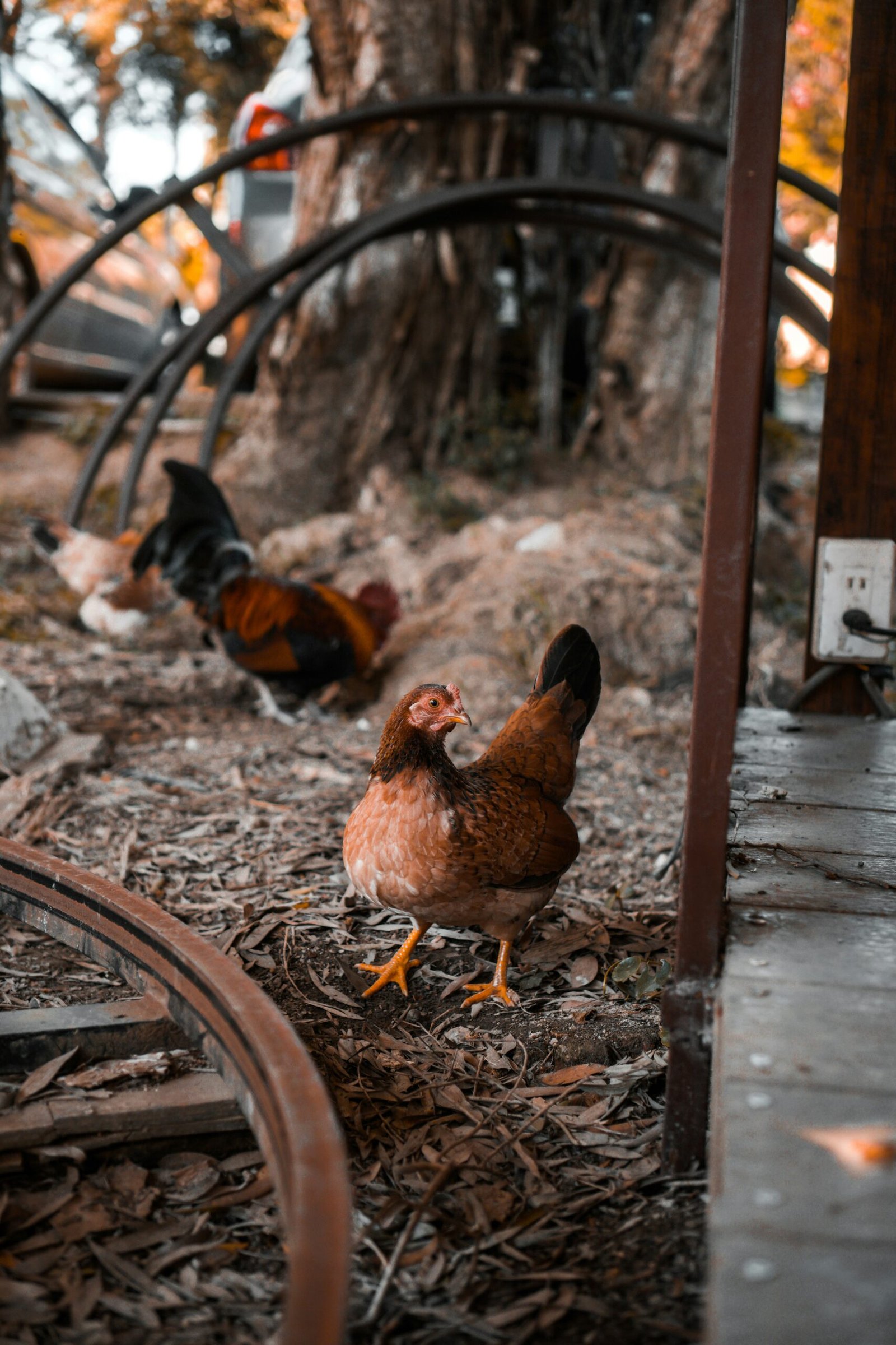 Chicken Photography Tips: Capturing Your Flock’s Best Moments