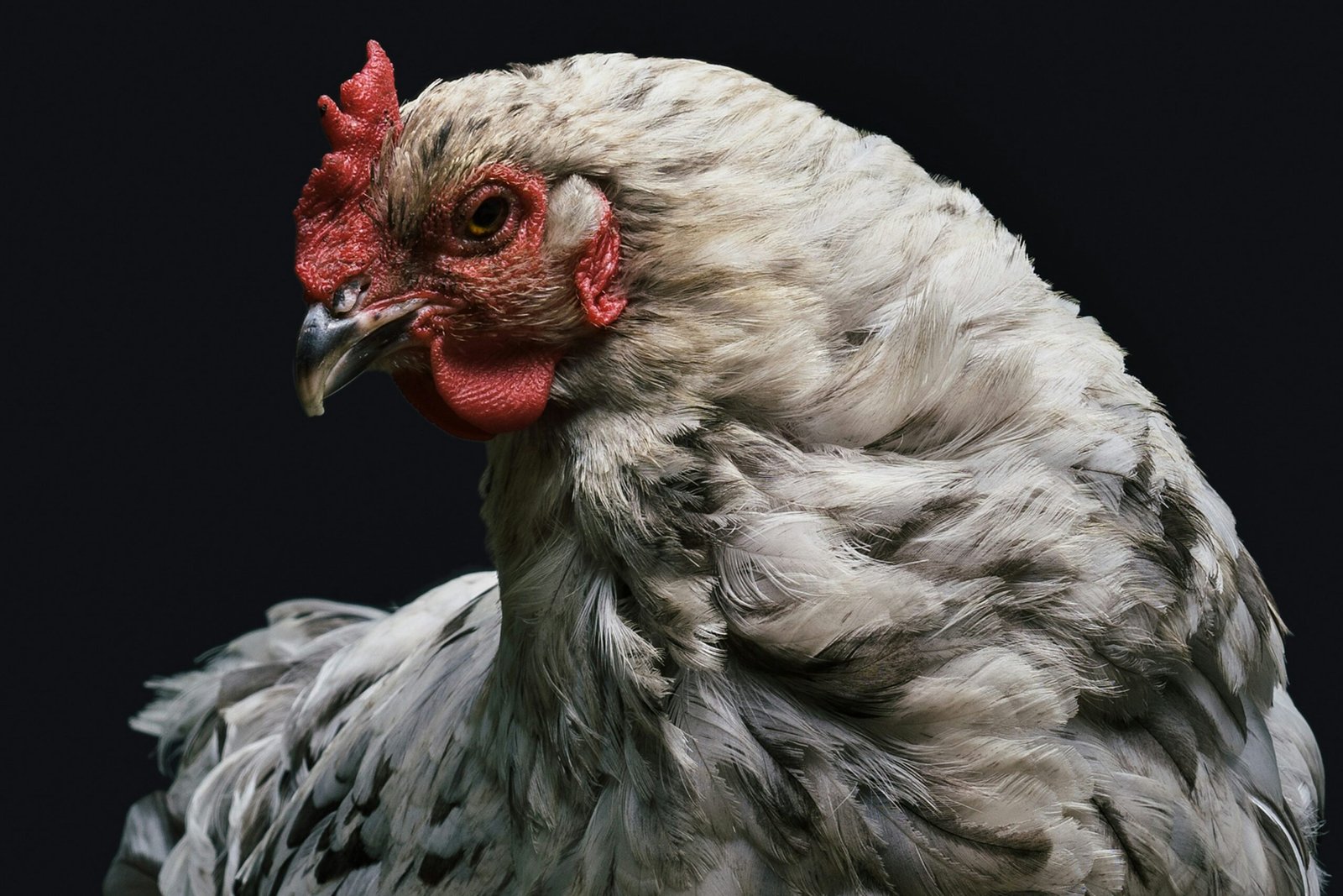 Chicken First Aid Kit Essentials: Be Prepared for Feathered Emergencies!