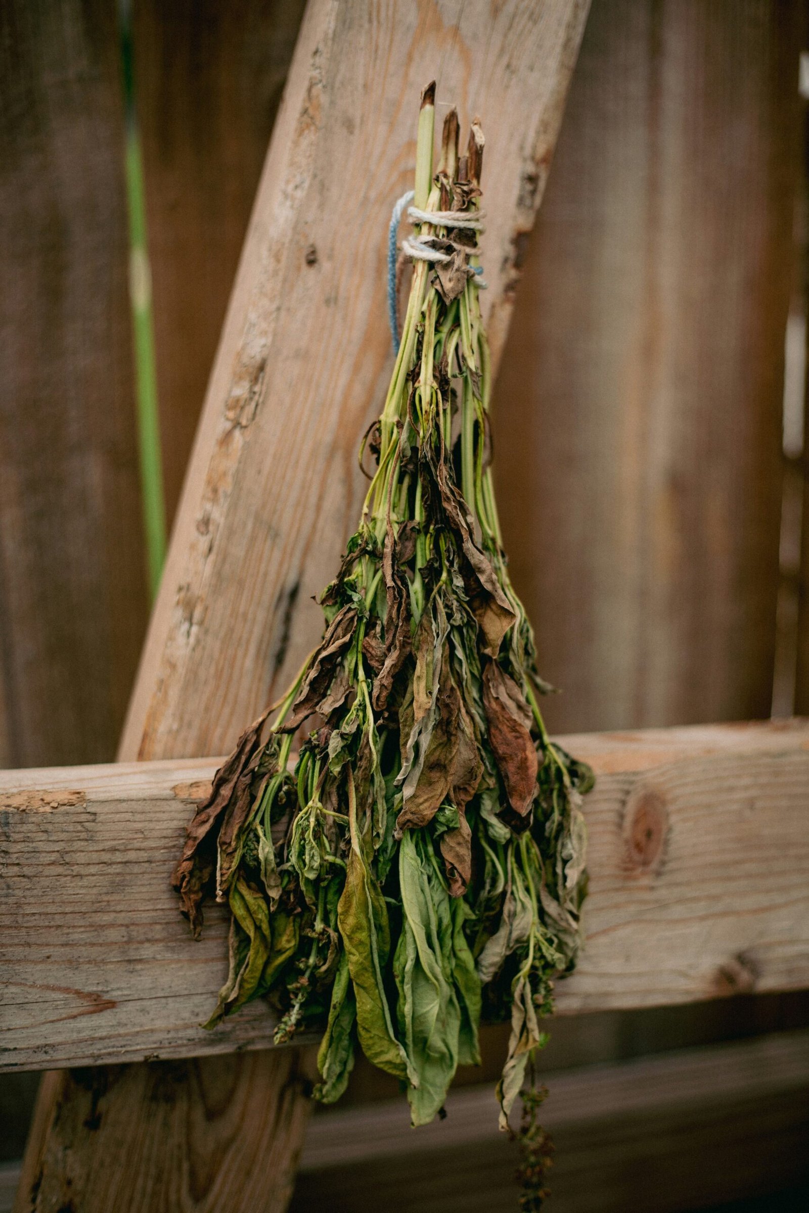 Preserving Food: Freezing and Drying