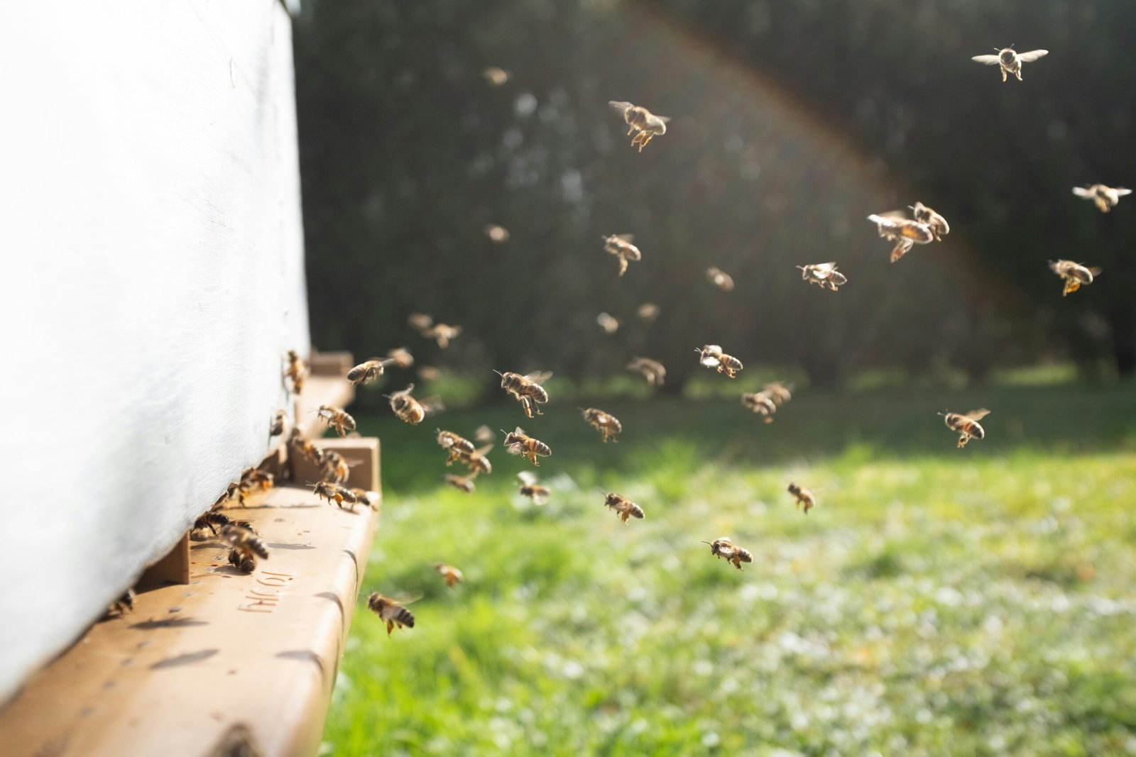 Selecting the Perfect Spot for Your Hive