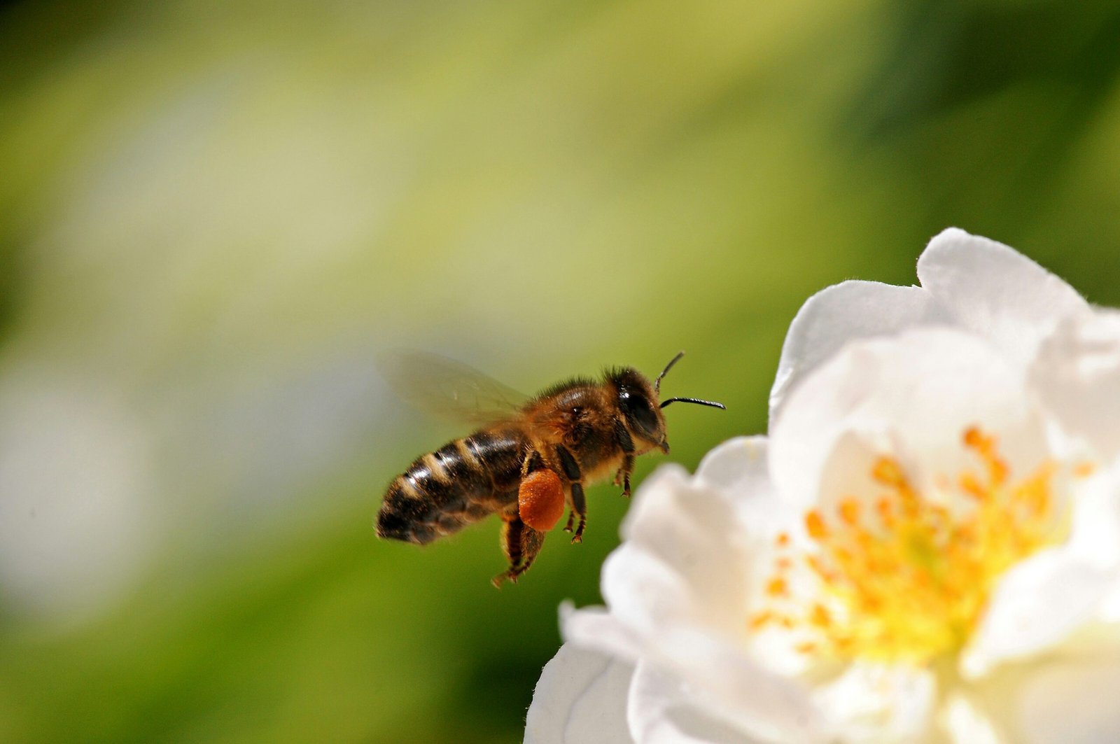 Creating a Buzzing Haven: A Guide to Bee-Friendly Gardening