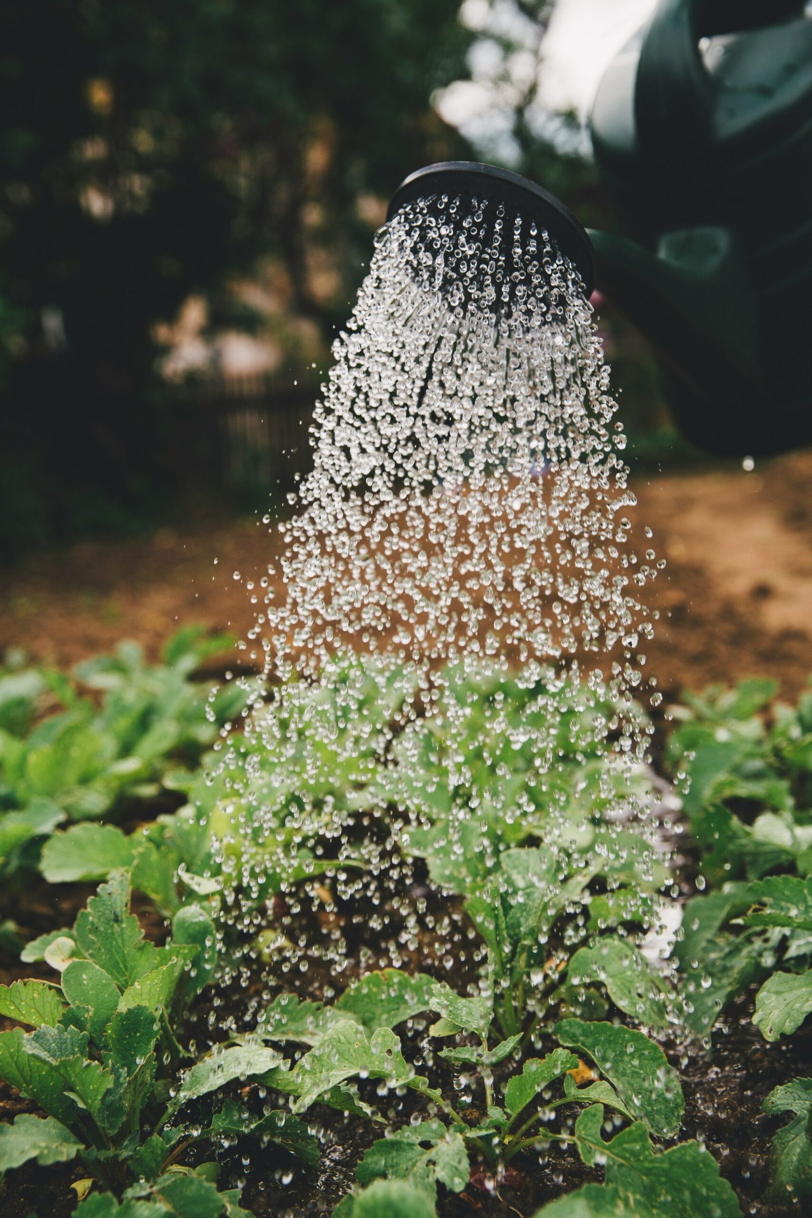 Spring Awakening: Starting Your Garden Seedlings Indoors