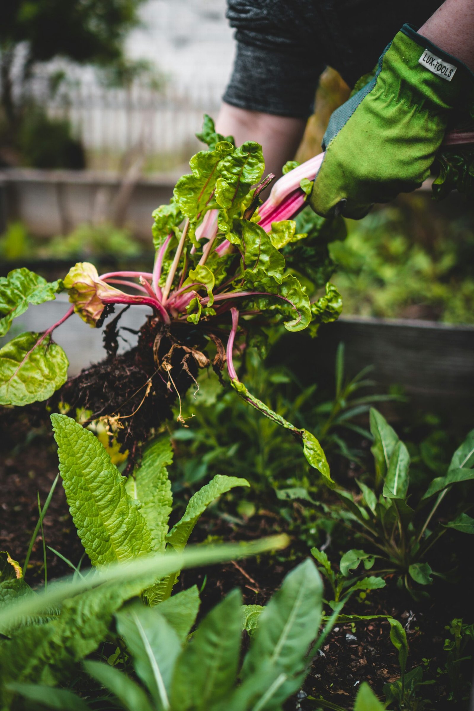 Maximizing Rainwater Harvesting: Tips, Tricks, and Sharing Setups