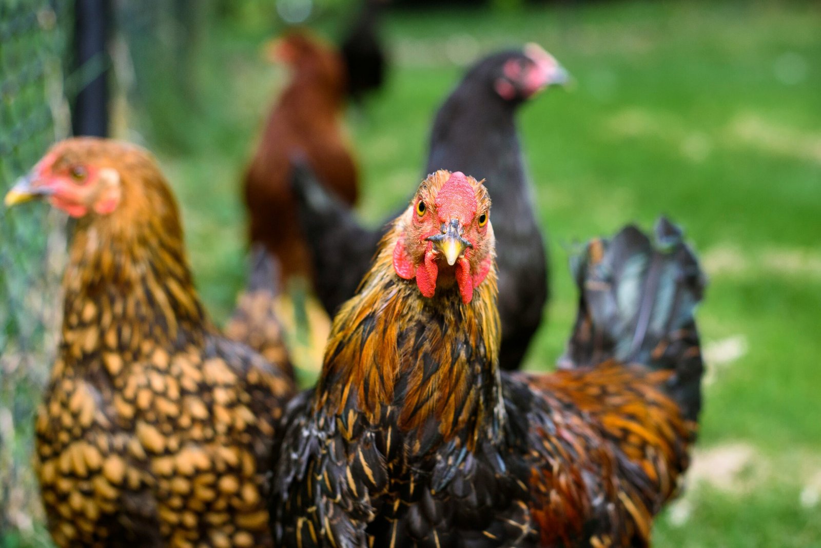 The Ultimate Checklist for Starting Your Chicken Flock