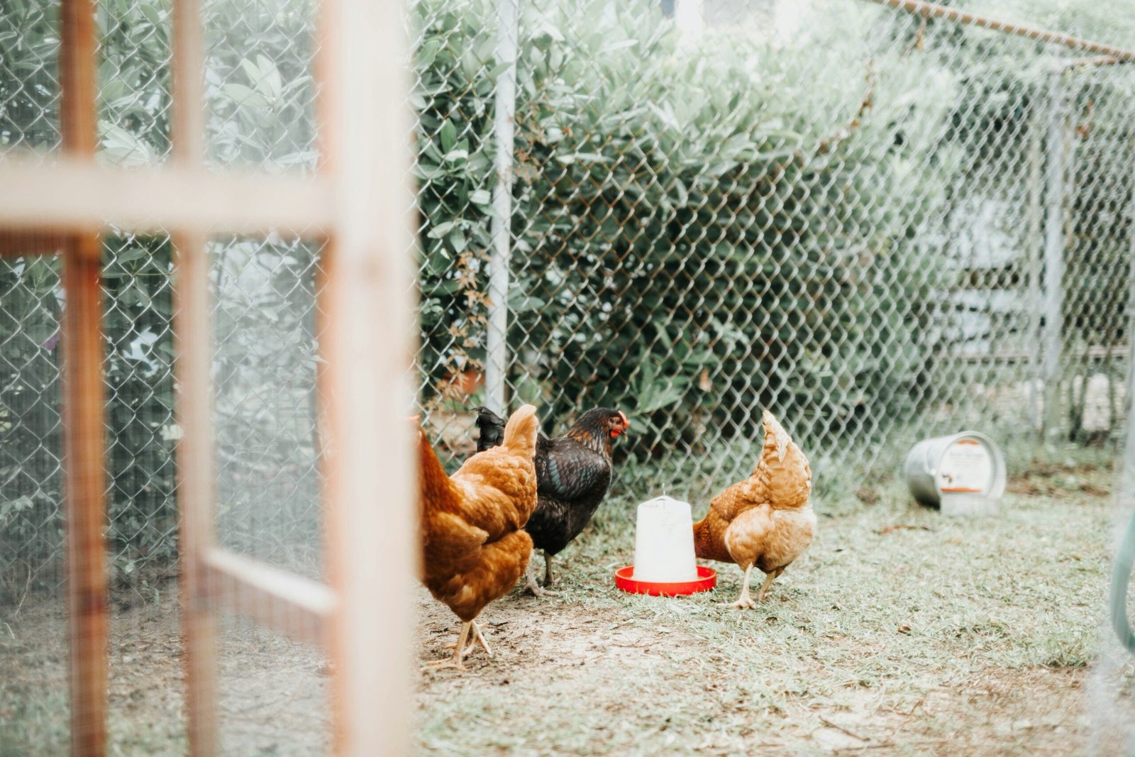 Building a Predator-Proof Chicken Coop: A Guide to Sustainable Designs and Materials