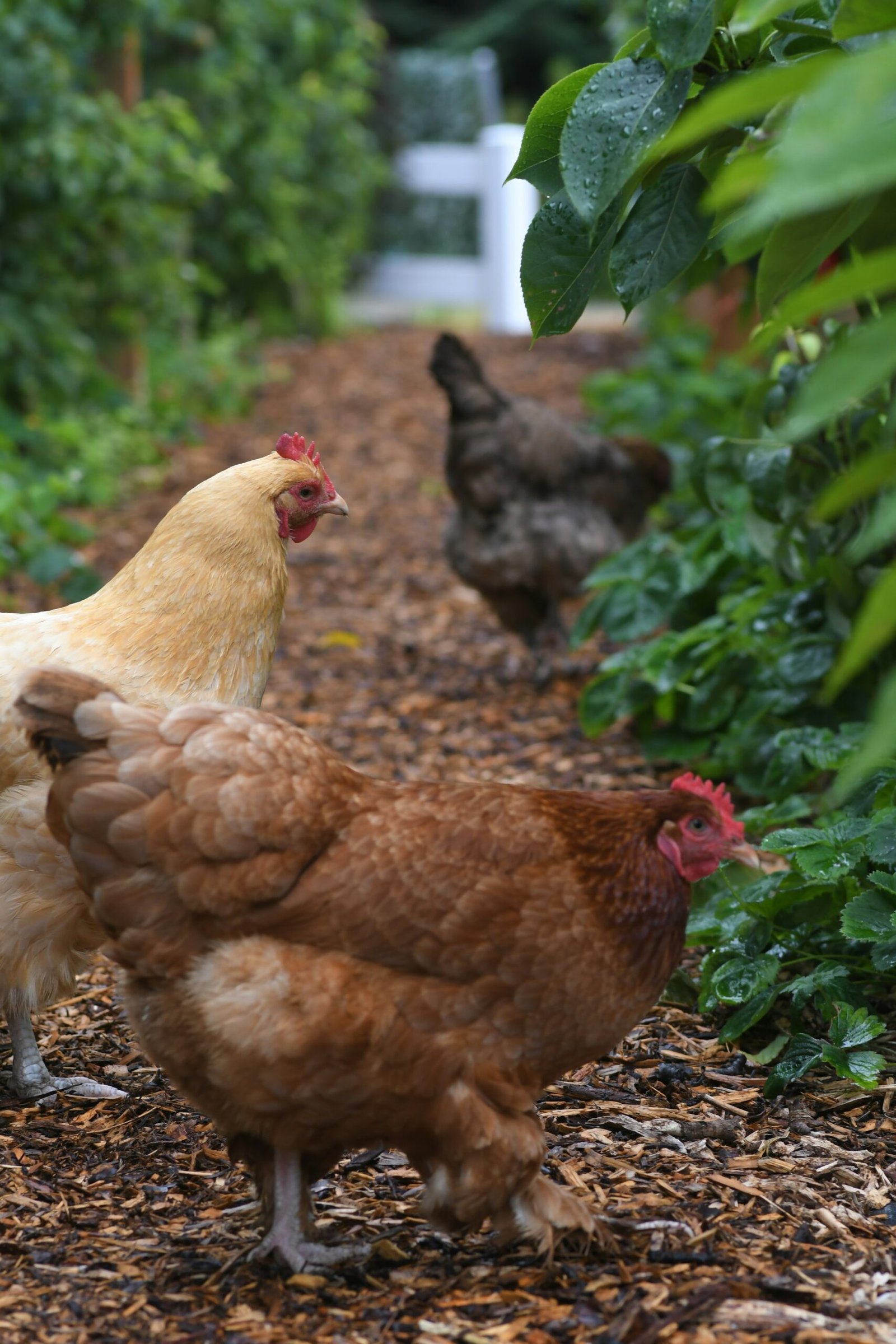 Seasonal Care Tips for Backyard Chickens