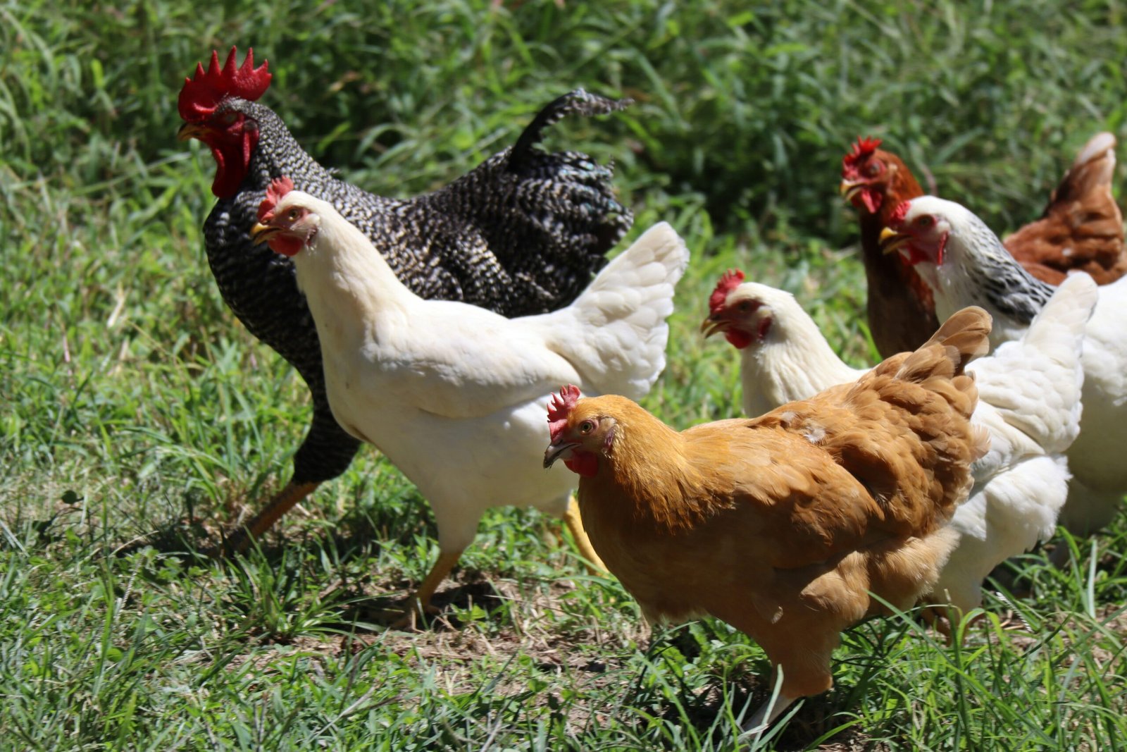 The Role of Chickens in Waste Reduction